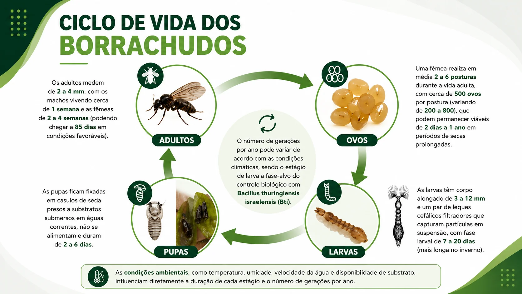 Ciclo de Vida