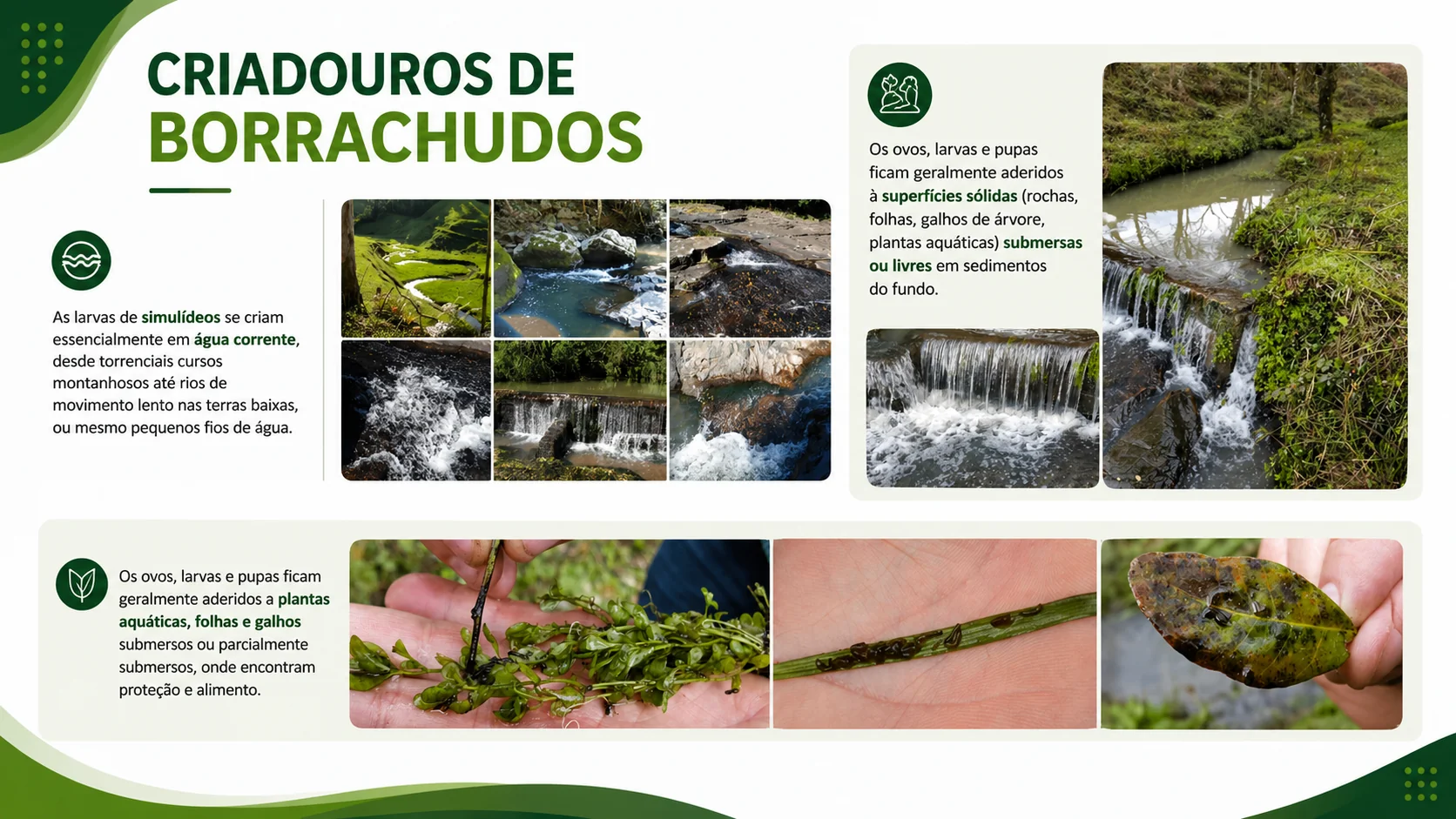 Criadouros
